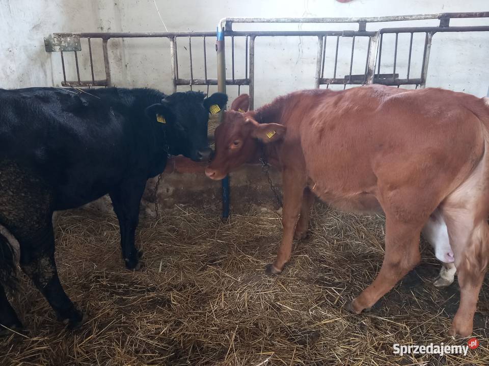 Bydlo Jałowki mięsne Otmuchów