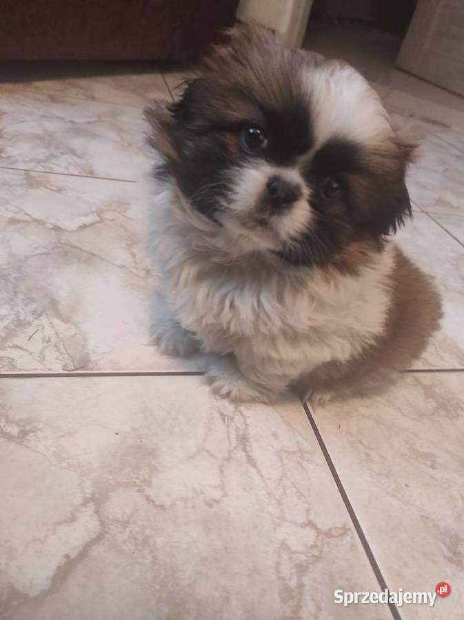 Śliczne Pekińczyki Baranów sprzedam