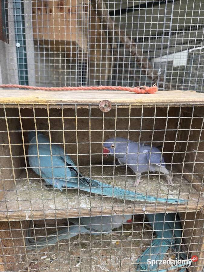 Aleksandretty aleksandretta obrozna wielkoa śląskie Częstochowa