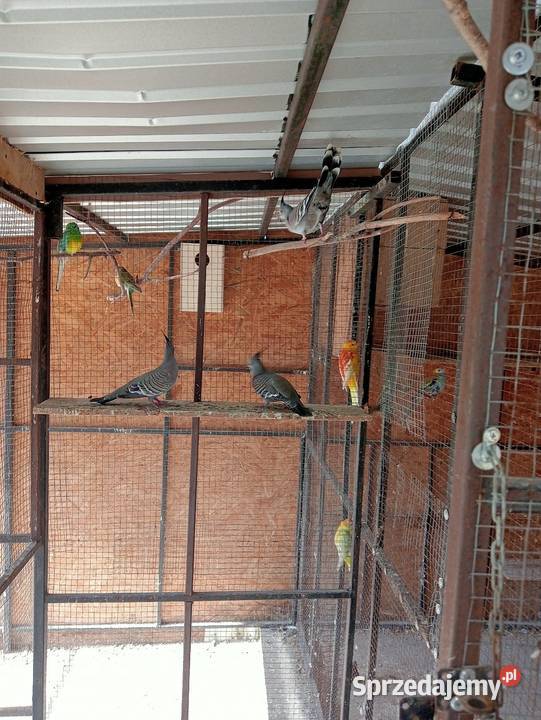 Aborygeny dlugoczube