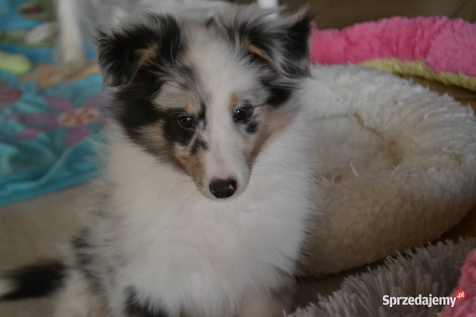 Owczarek Szetlandzki szkoleniowca