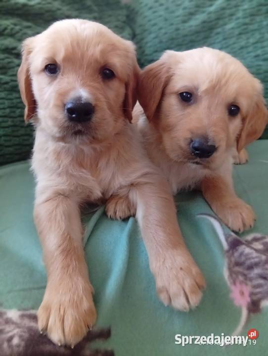 Golden retriever szczeniaki pieski Rusinowo sprzedam