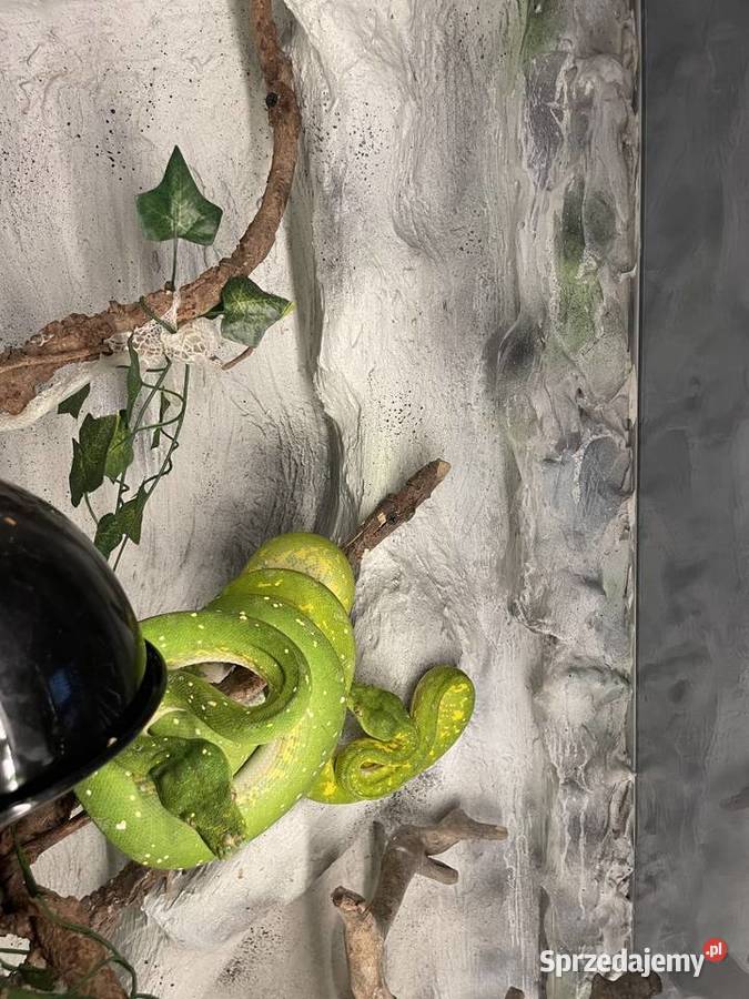 Pyton zielony morelia viridis śląskie Częstochowa
