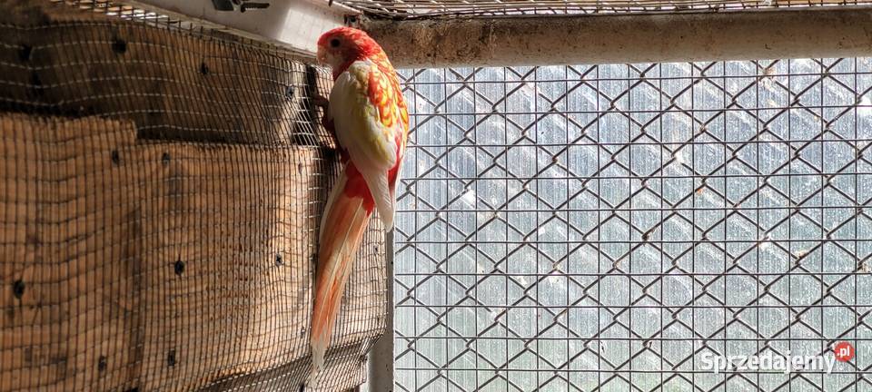 papugi rozele białolice sprzedam