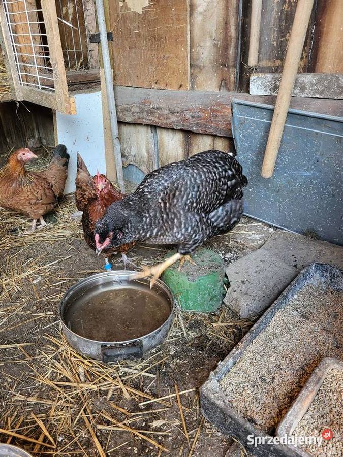 Koguty marans liliputy sraukan Zrąbiec