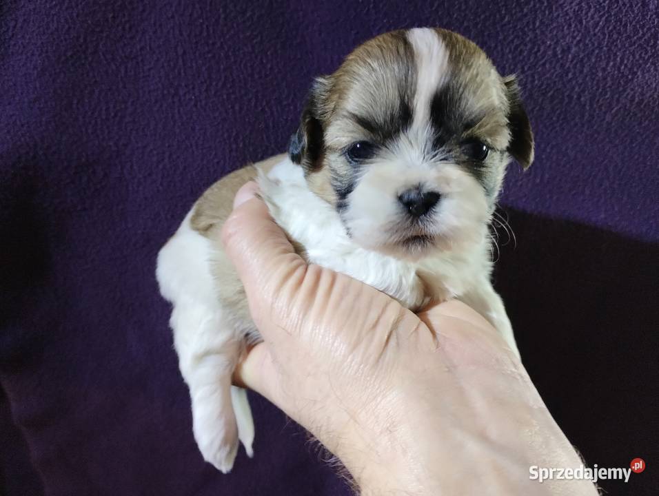 Shih TZU Shitzu Shih Tzu Żychlin