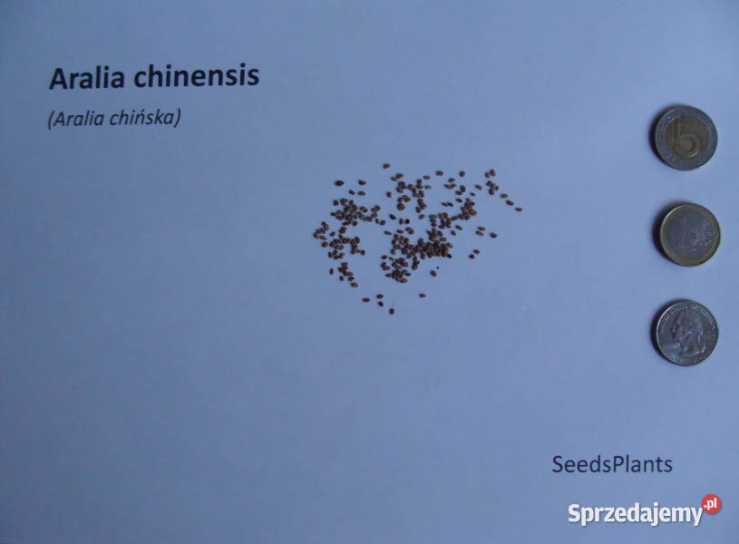 ARALIA CHIŃSKA Aralia chinensis NASIONA 10000 kujawsko-pomorskie Lubanie