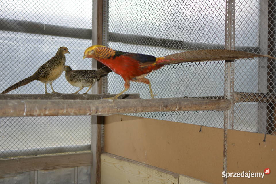 Bażanty złociste czerwone i bananowe Ptaki Rzeszów