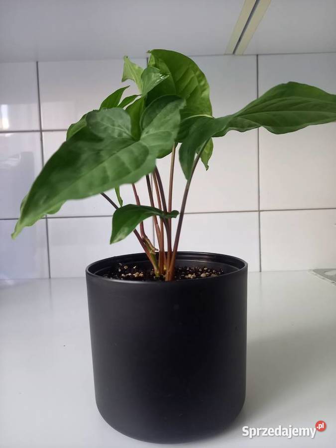 Syngonium podophyllum zroślicha Zielone