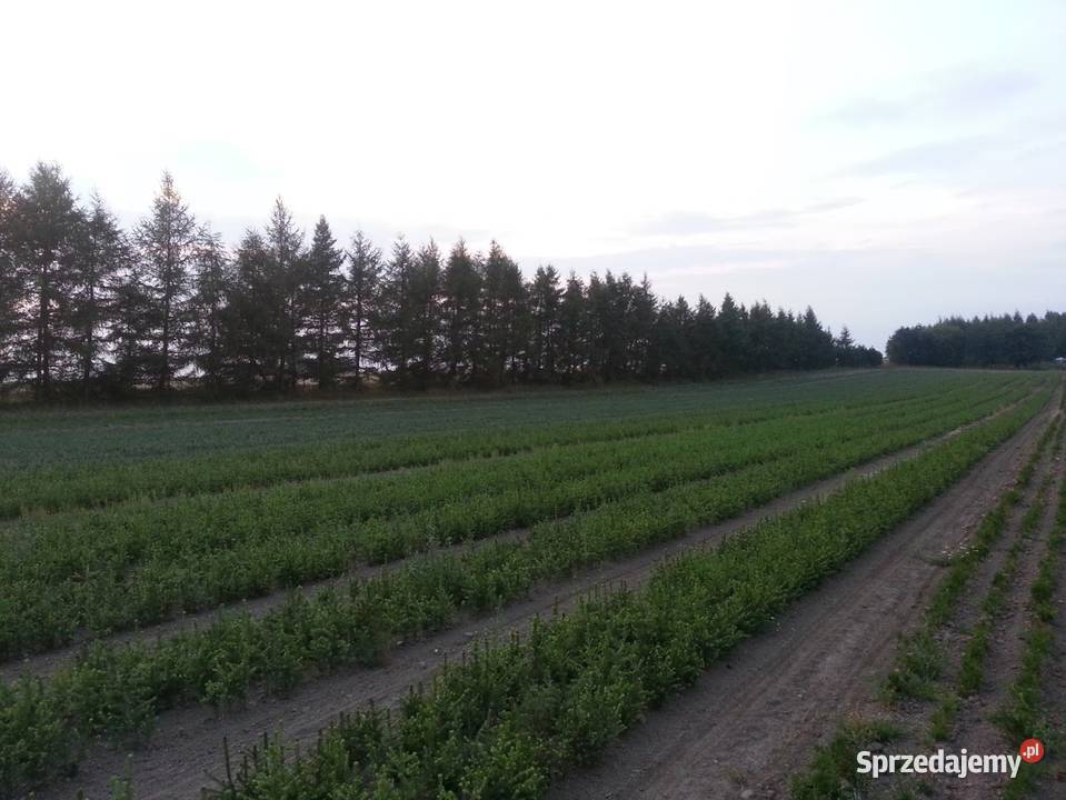 Sadzonki Świerk pospolity 21 25 55 50 sztuk Sławno