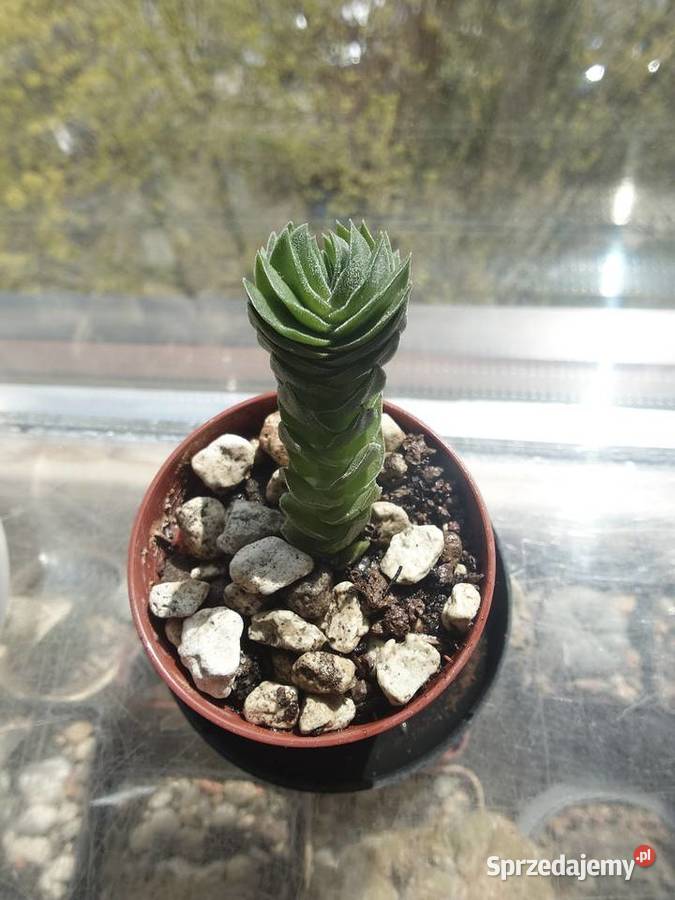 Crassula Kimnachi Buddhas Temple grubosz Kaktusy i sukulenty