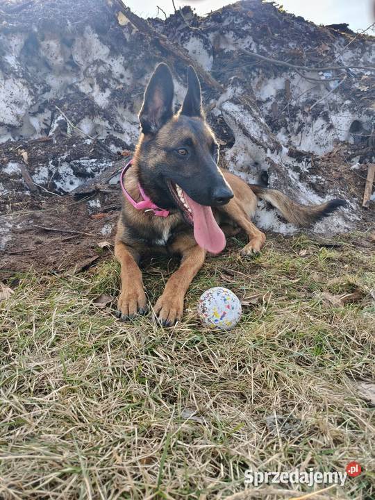 Owczarek belgijski malinois Ciechanów sprzedam