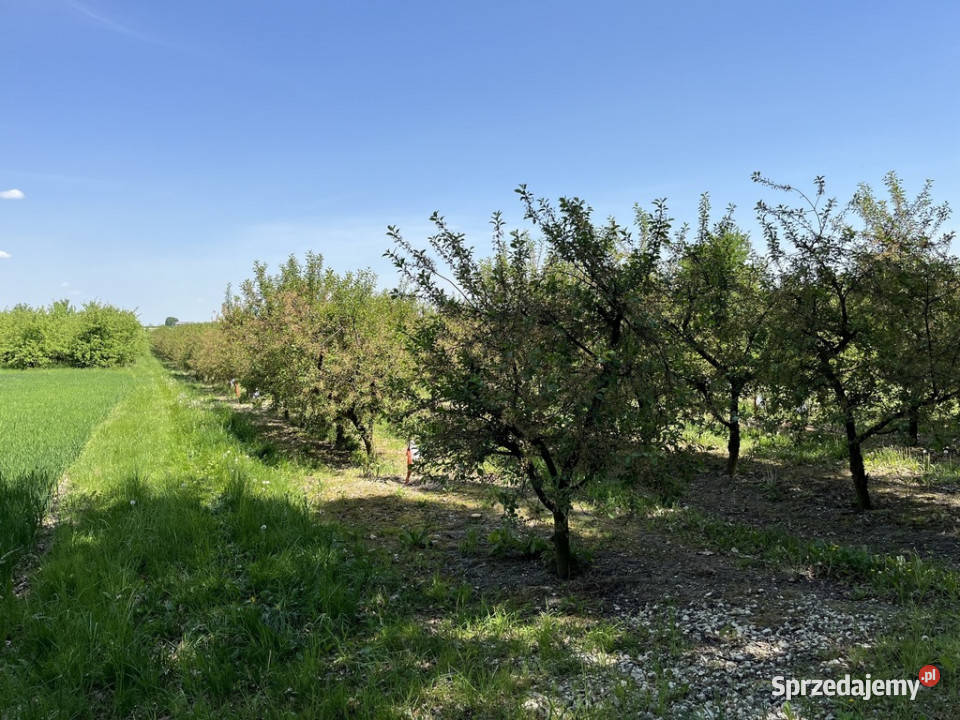 Działka rolnobudowlana w Kamieniu Kolonii asfalt Kamień-Kolonia