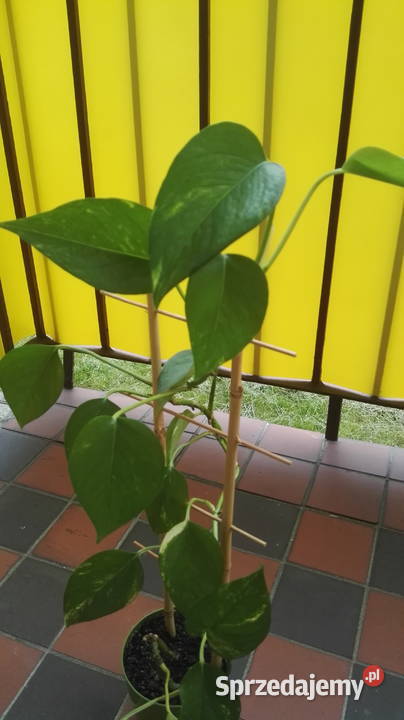 Sprzedam kwiatka filodendron łódzkie Zelów