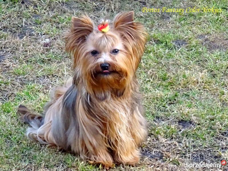 Yorkshire TerrierIdealny piękny Yorczek Krapkowice