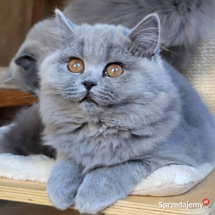 Kocięta z rodowodem FPL Brytyjski Łosie sprzedam