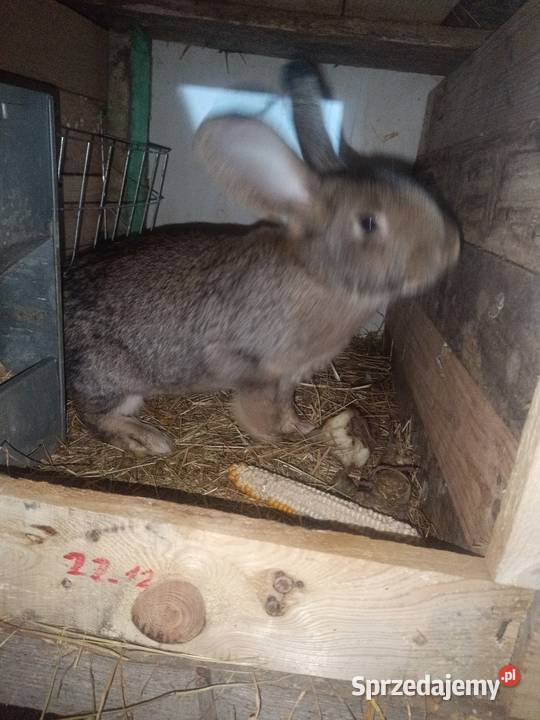 Krolice zakacane Gryzonie podkarpackie Bobrowa