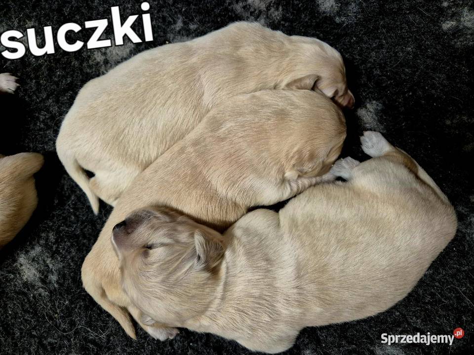Golden retriever złote szczenięta Warszawa