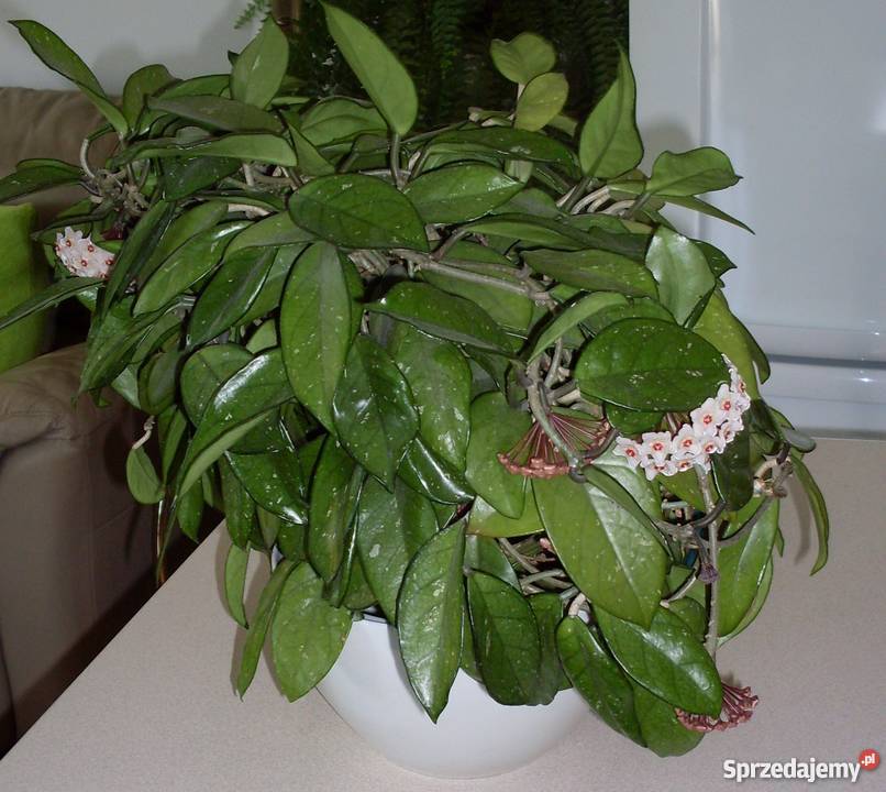 Kwiat Hoja woskownica kwitnąca Poznań