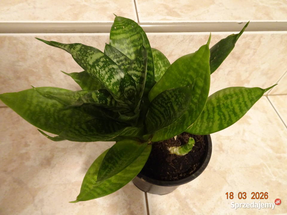 Sansewieria karłowata wężownica