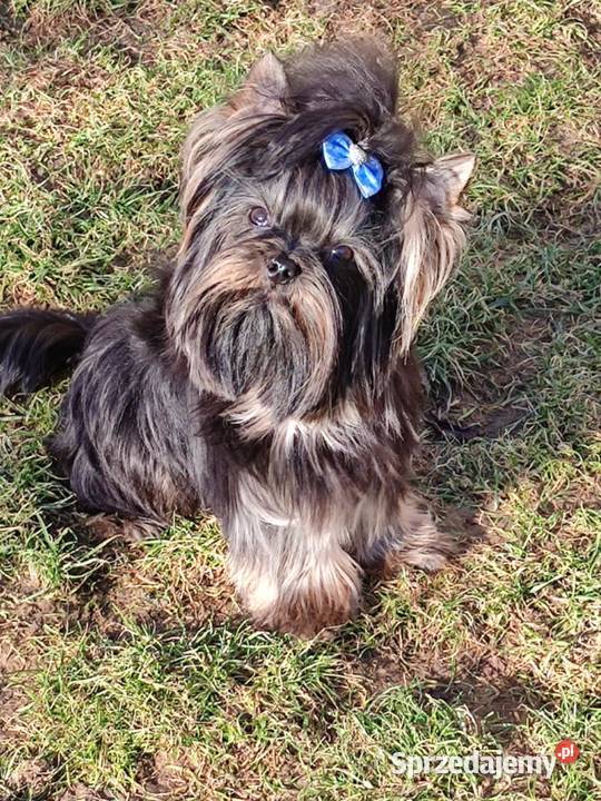Szczeniak Yorkshire Terrier Gotowy do odbioru Zwoleń