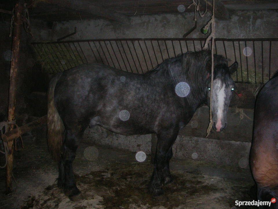 sprzedam konie szpaki gniade Limanowa
