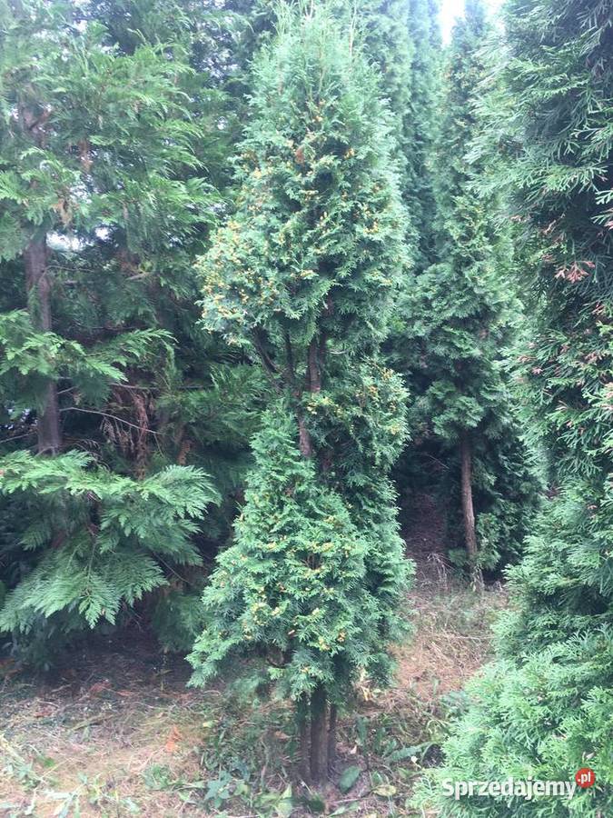 OkazjaSzmaragdy różnej wysokości 150180 200 Pozostałe