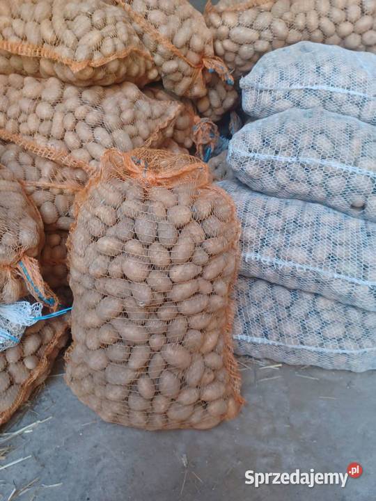 Sprzedam ziemniaki sadzeniaki catania Orońsko