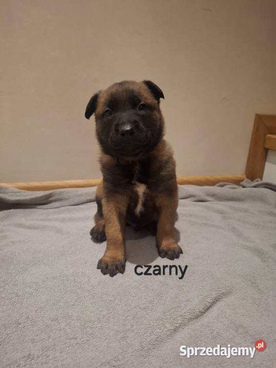 Owczarek belgijski Malinois Owczarek Wójtostwo