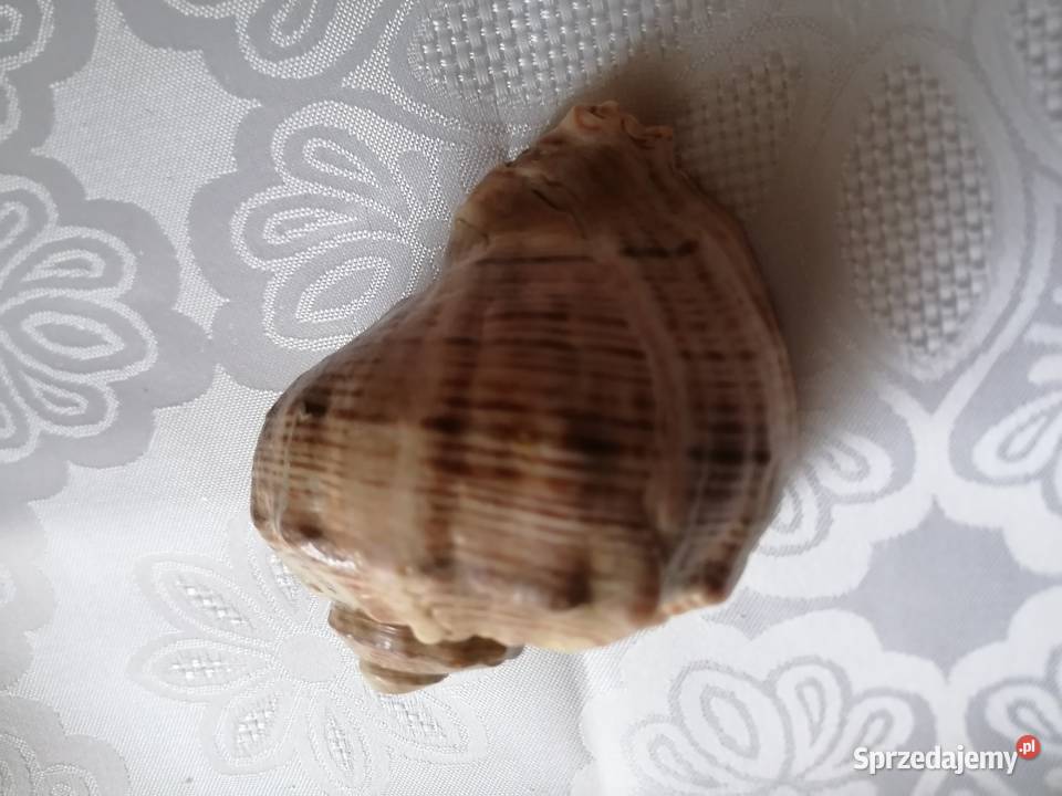 Muszla rapana venosa 11x9Muszelka ślimaka sprzedam
