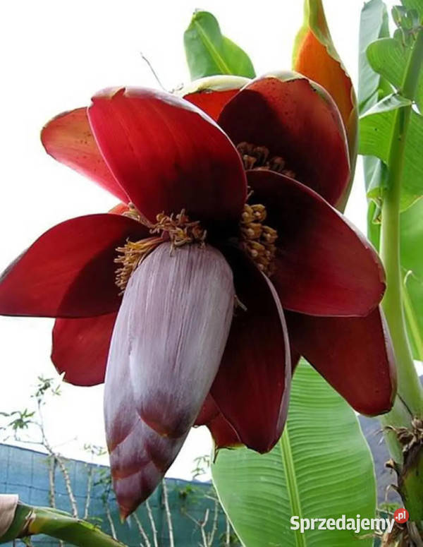 BANANOWIEC BALBISIANA Musa balbisiana NASIONA Lubanie