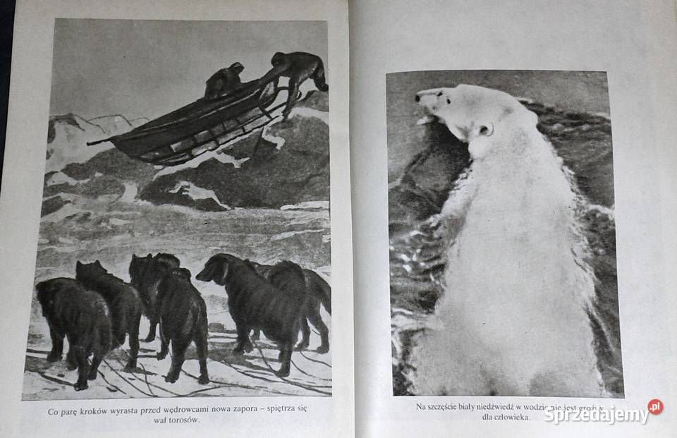 Fridtjof co z wyrośnie A Cz Centkiewiczowie Chełm