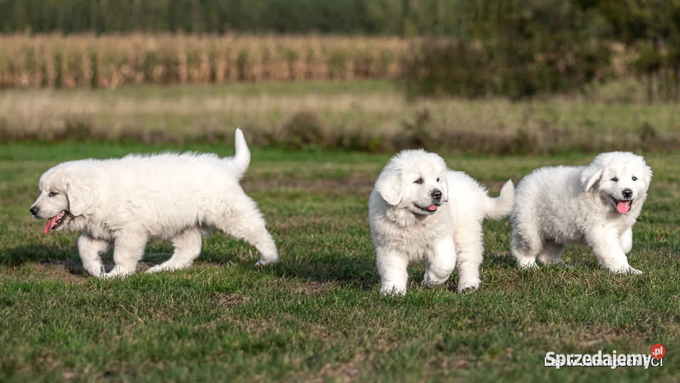 Owczarek podhalański szczenięta bo utytułowanych Jamnice sprzedam