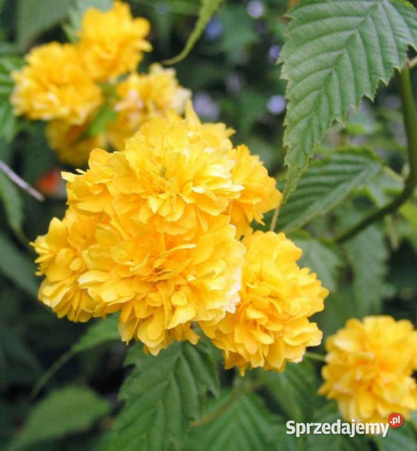 ZŁOTLIN JAPOŃSKI Pleniflora sadzonki w Ustronie