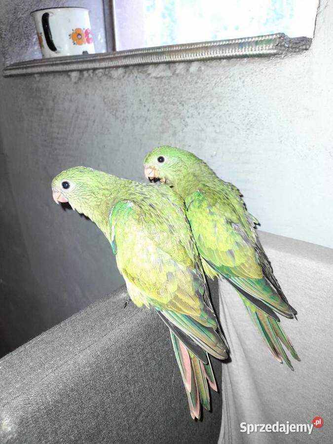Papugi ręcznie karmione Turek