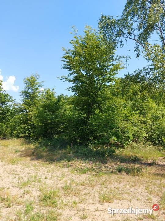 Piękna działka 500 m jeziora 80zł/m2 pomorskie Grabówko sprzedam