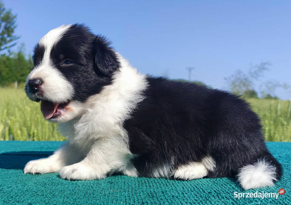 Border Collie przebadani sprawdzeni rodzice Iwonicz