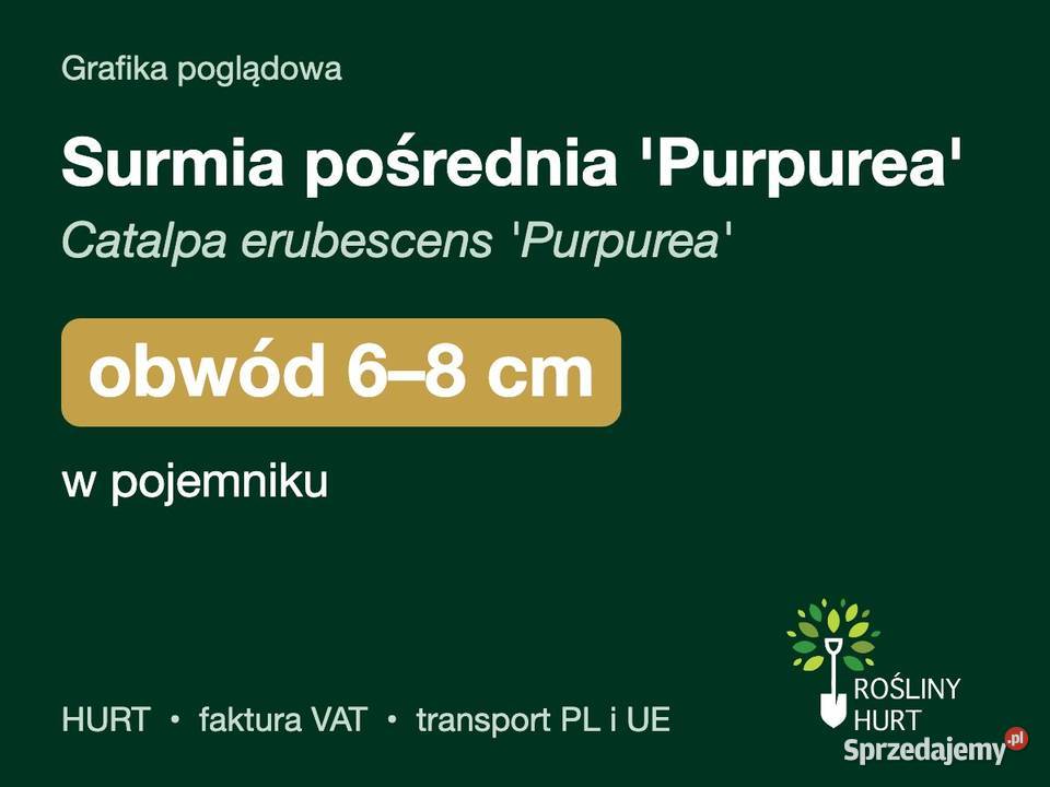 Surmia pośrednia Purpurea obwód 68 w pojemniku wielkopolskie