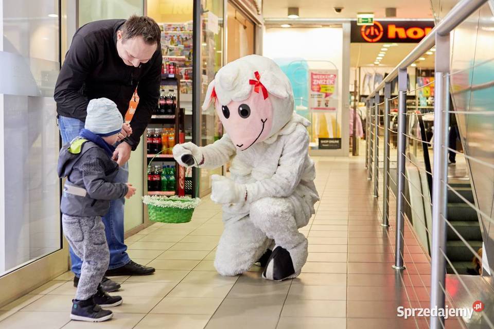 OWCA Chodząca żywa maskotka duży pluszak kostium zachodniopomorskie Szczecin