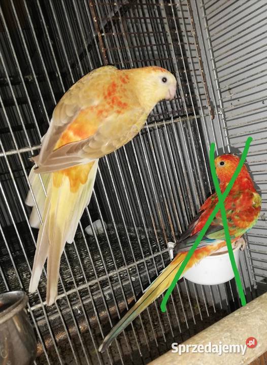 Sprzedam świergotki orange małopolskie