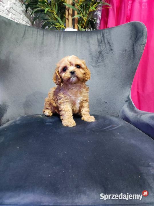 Cavapoo F1 chłopiec