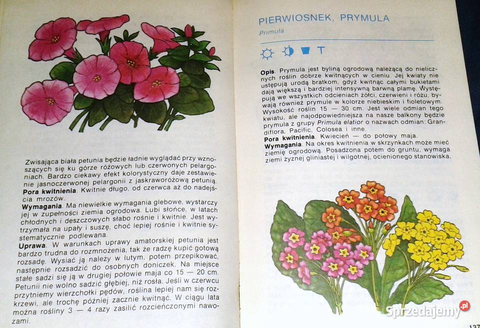 Balkon w kwiatach Anita PaszkiewiczTokarczyk Chełm