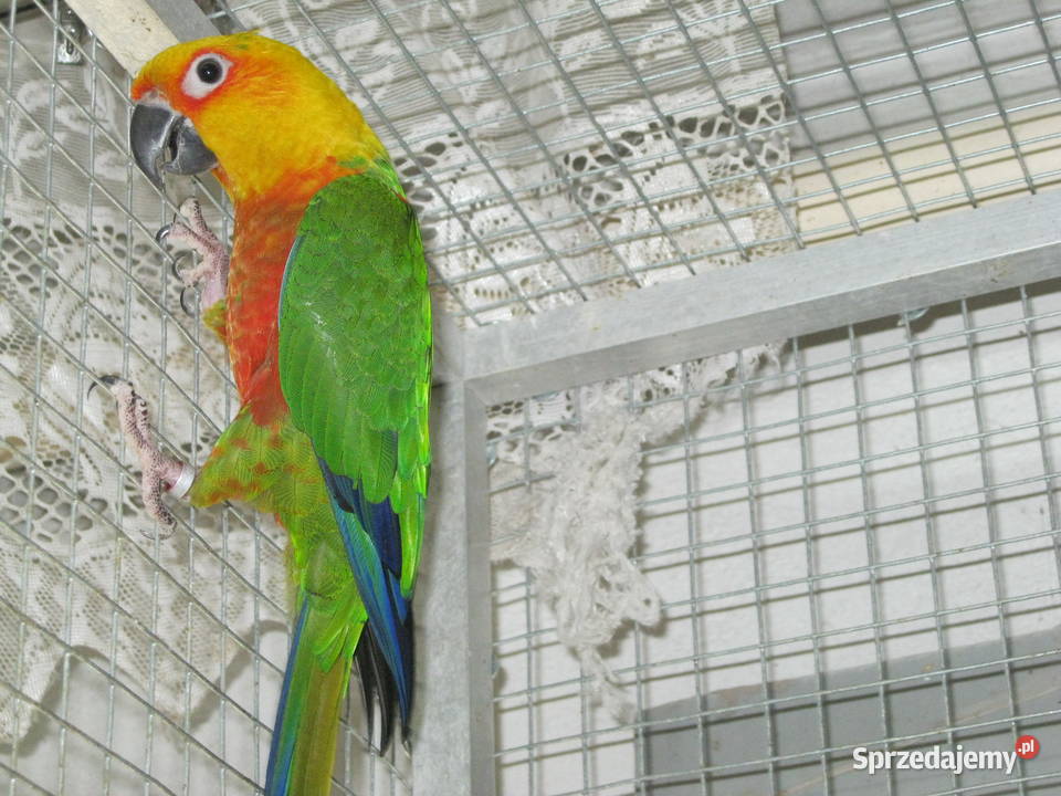 Konury Ognsitobrzuche 25 r Luboń