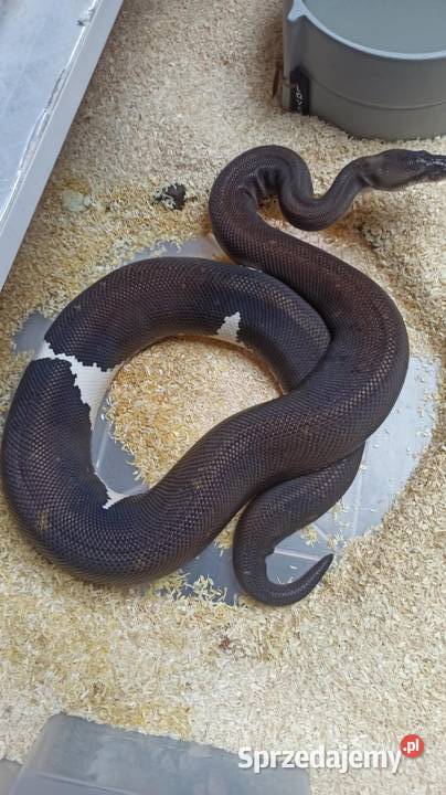 Waż pyton królewski 8ball Pruszków