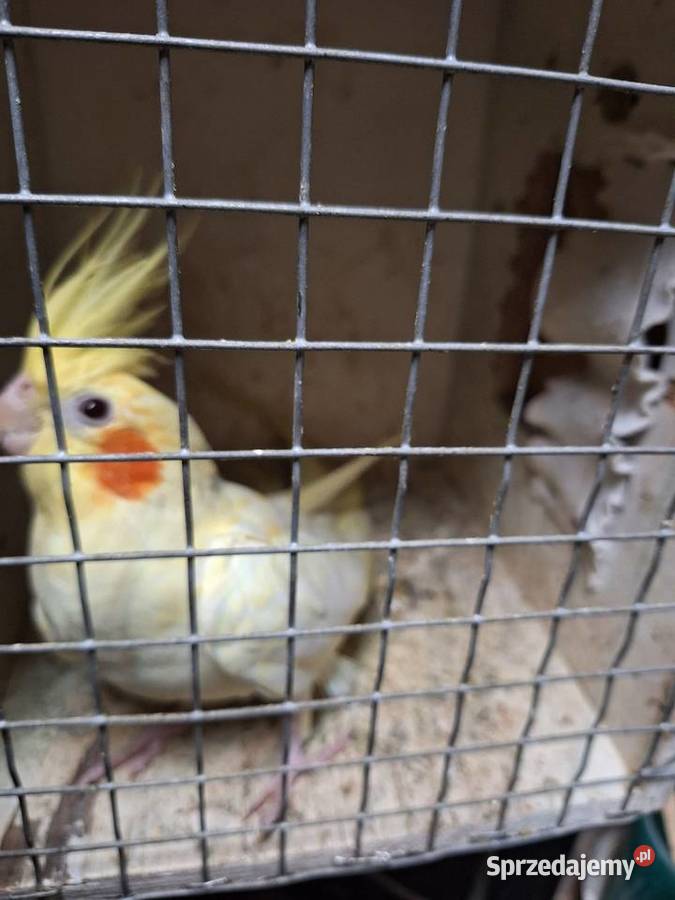 Para nimf lutino Ptaki Szubin sprzedam