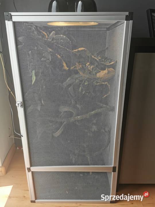 Kameleon jemeński z terrarium i wyposażeniem śląskie Jaworzno