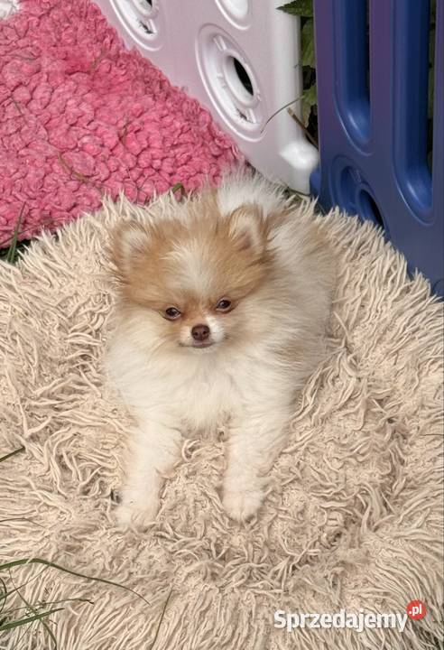 Szpic miniaturowypomeranian Psy Zrębice