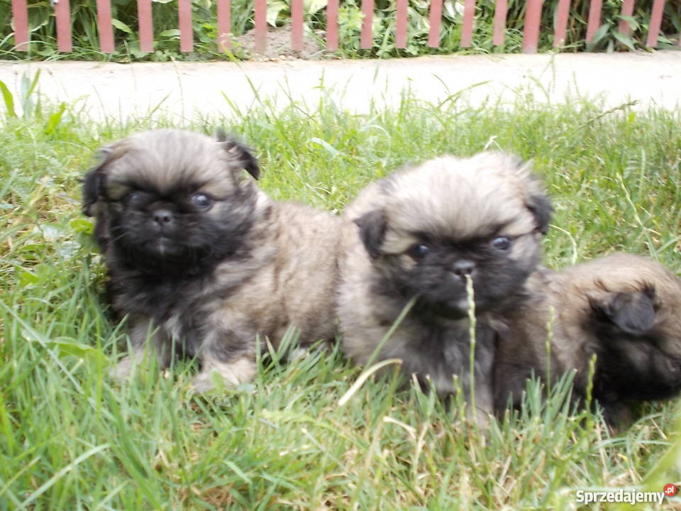 pekińczyki pekińczyk pieski Szczucin