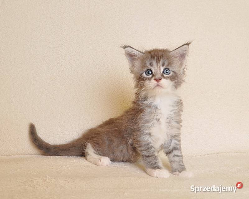 Przepiękny kocurek Maine Coon z Rodowodem PZFWCF Białystok