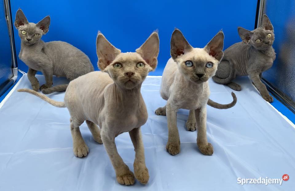 kocięta devon rex Pabianice